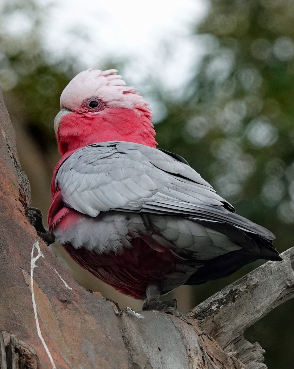 Galah - ML456338221