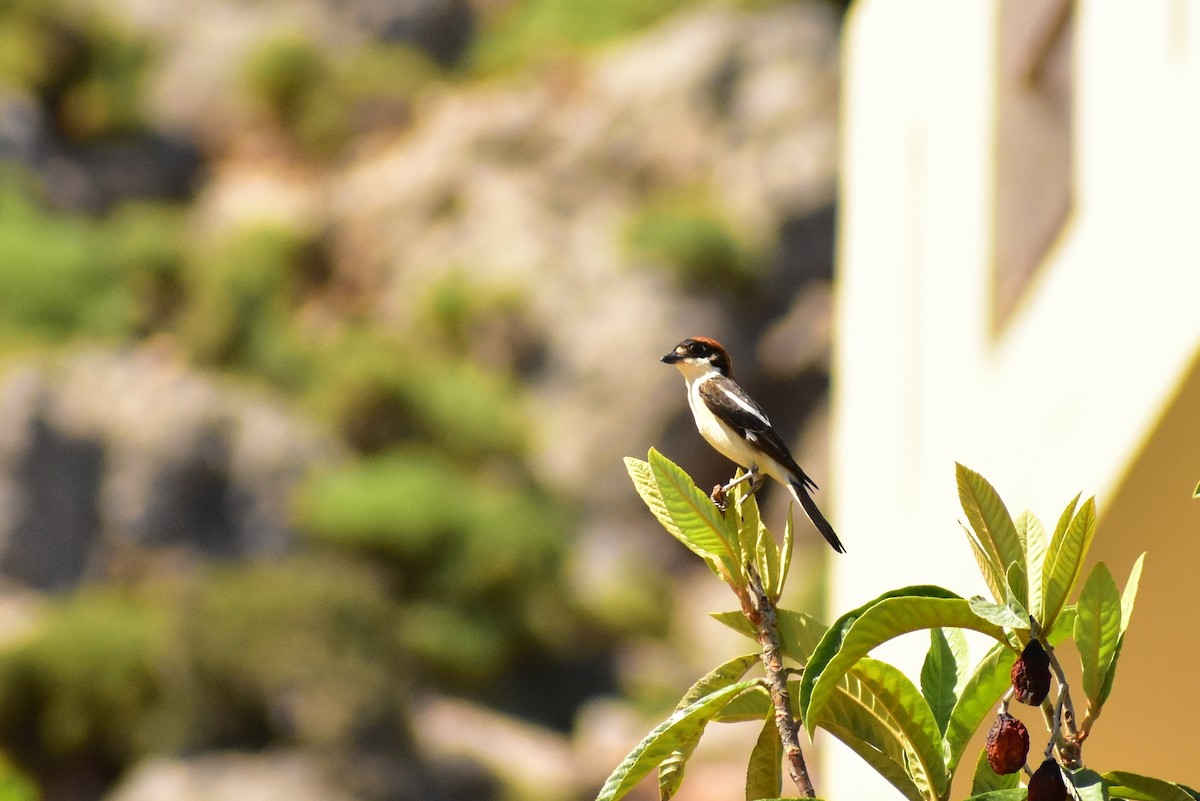 Woodchat Shrike - ML456338271