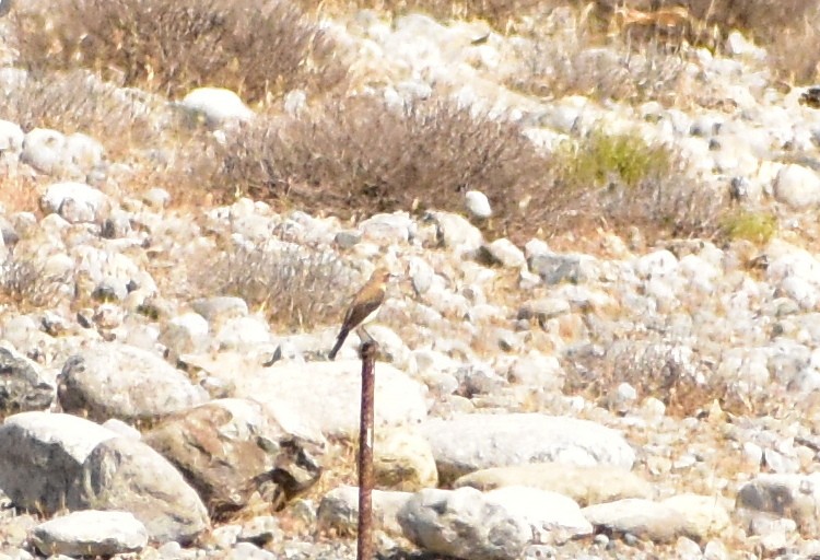 Eastern Black-eared Wheatear - ML456338281