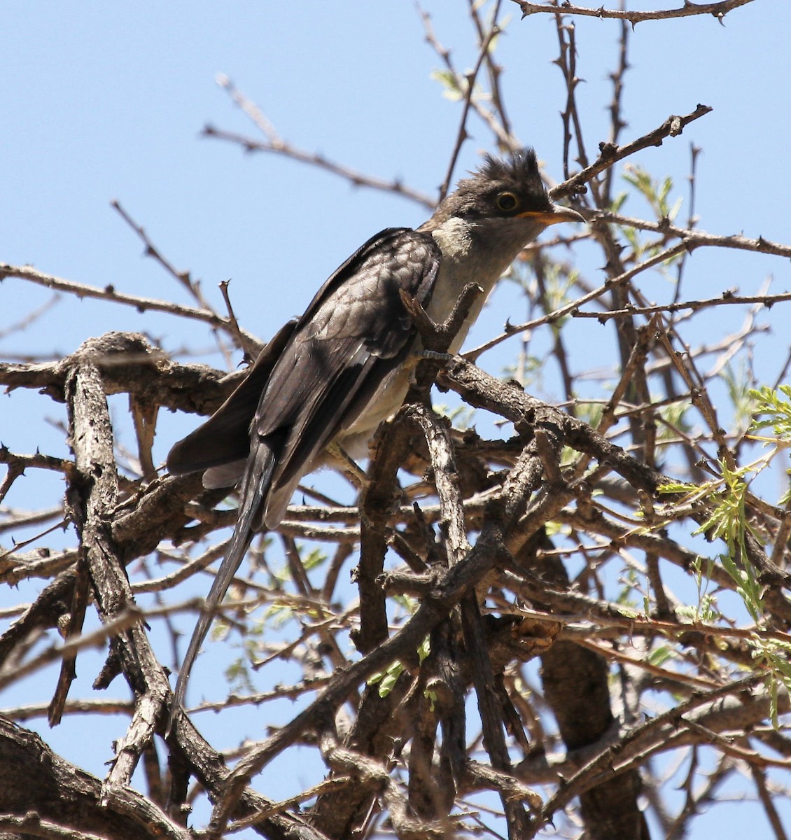 Pied Cuckoo - Andrey Vlasenko