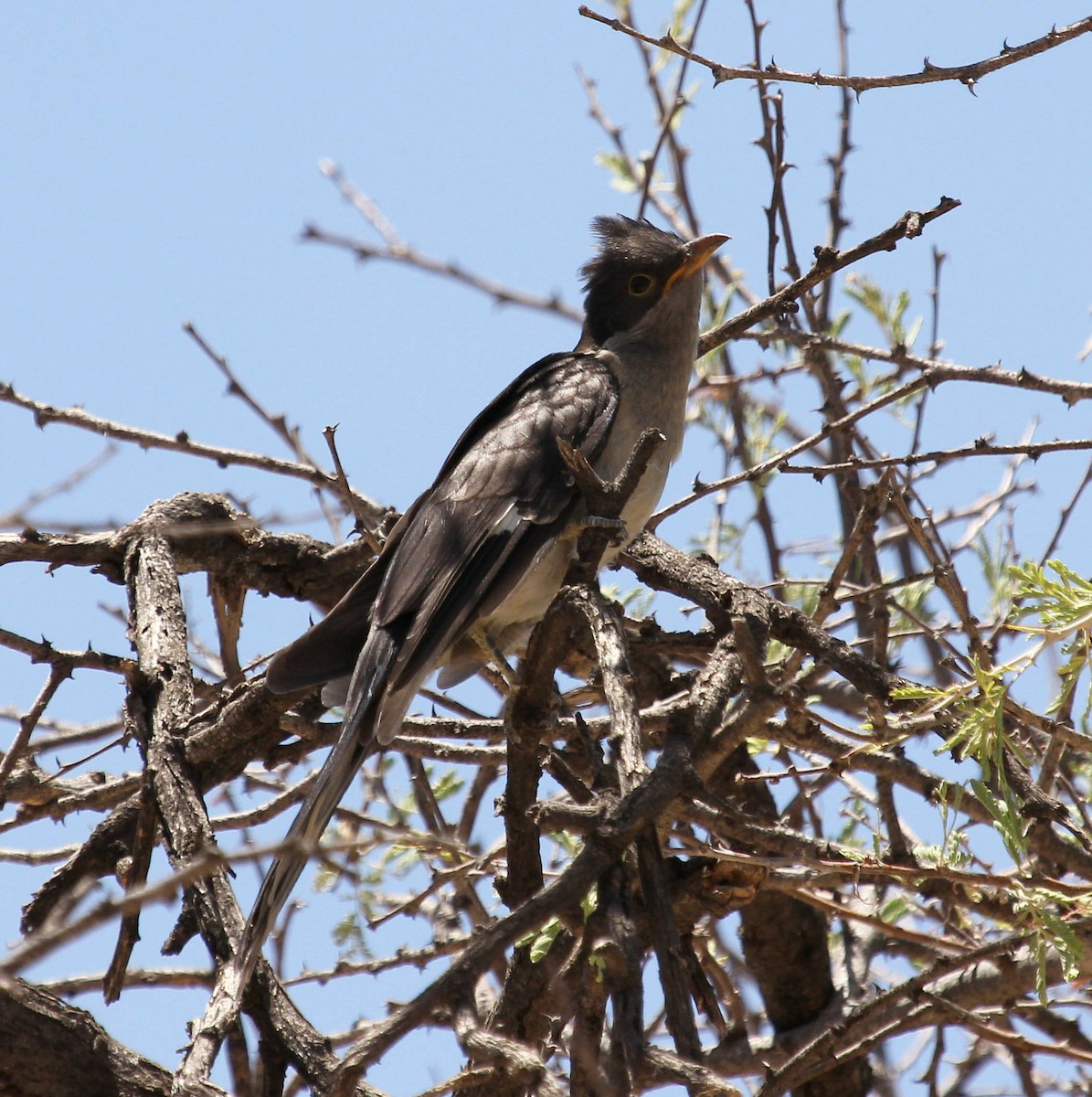 Pied Cuckoo - ML45633861