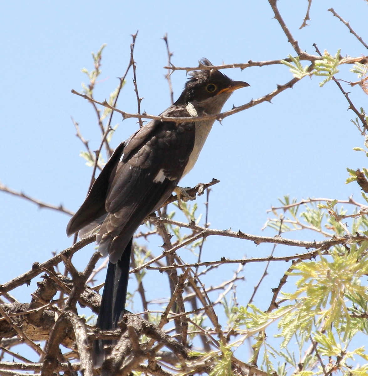 Pied Cuckoo - ML45633881