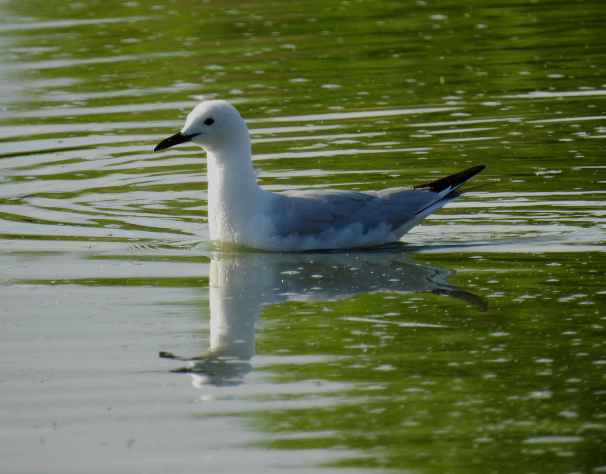 Slender-billed Gull - Juan Ramírez