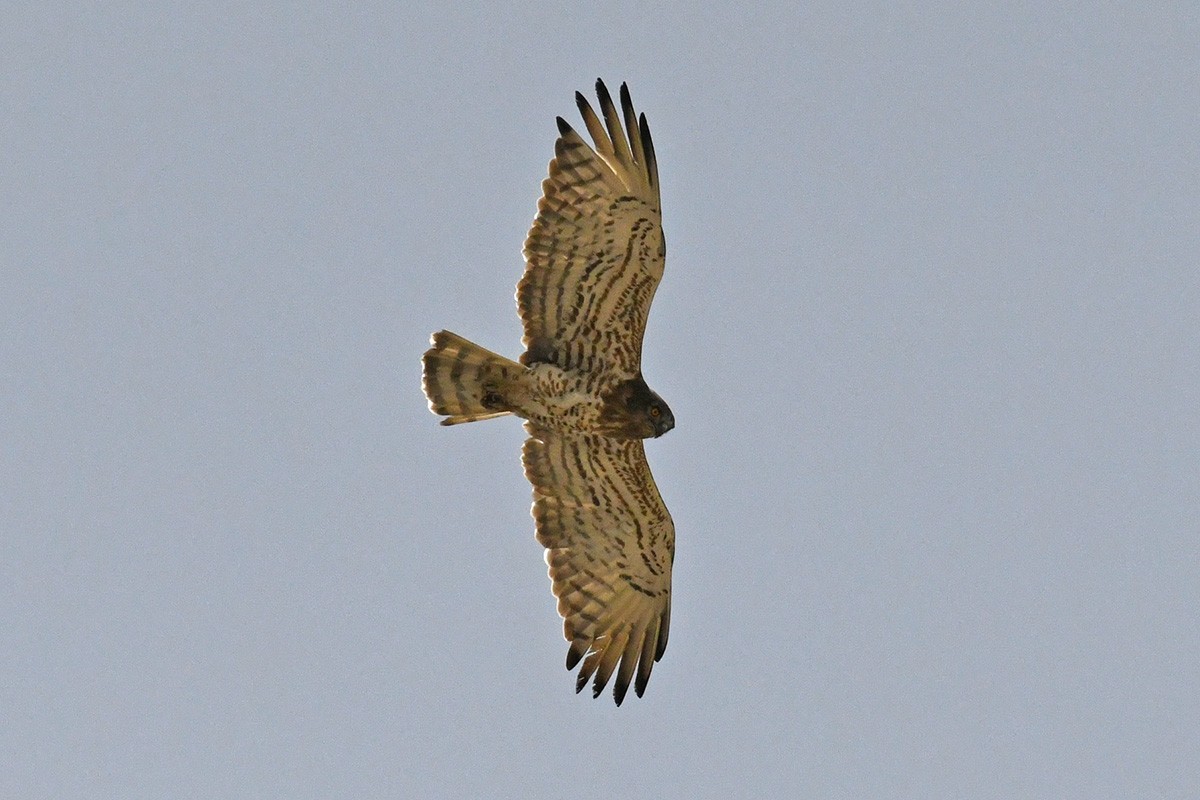 Short-toed Snake-Eagle - ML456339851