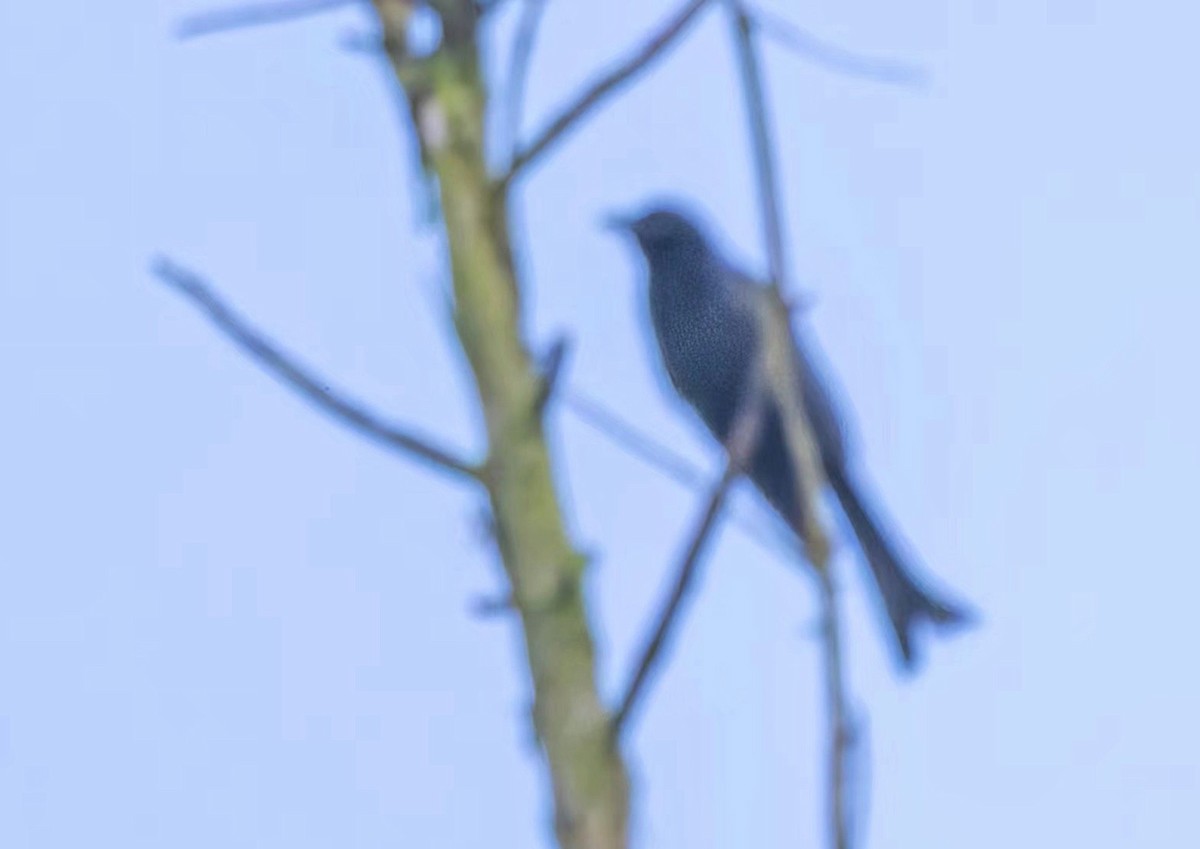 Square-tailed Drongo-Cuckoo - 小 鸥