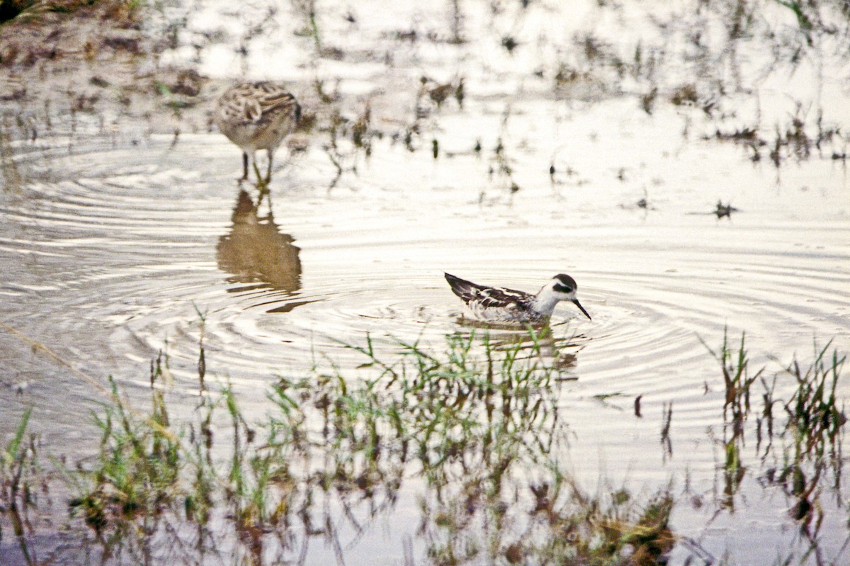 svømmesnipe - ML456340281