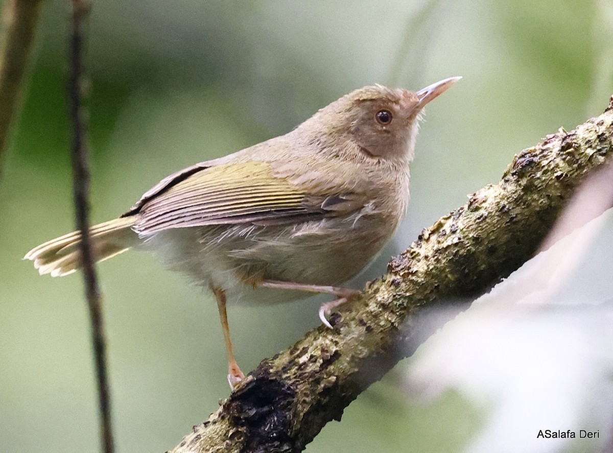 Camaroptère à dos vert (toroensis/kamitugaensis) - ML456340971