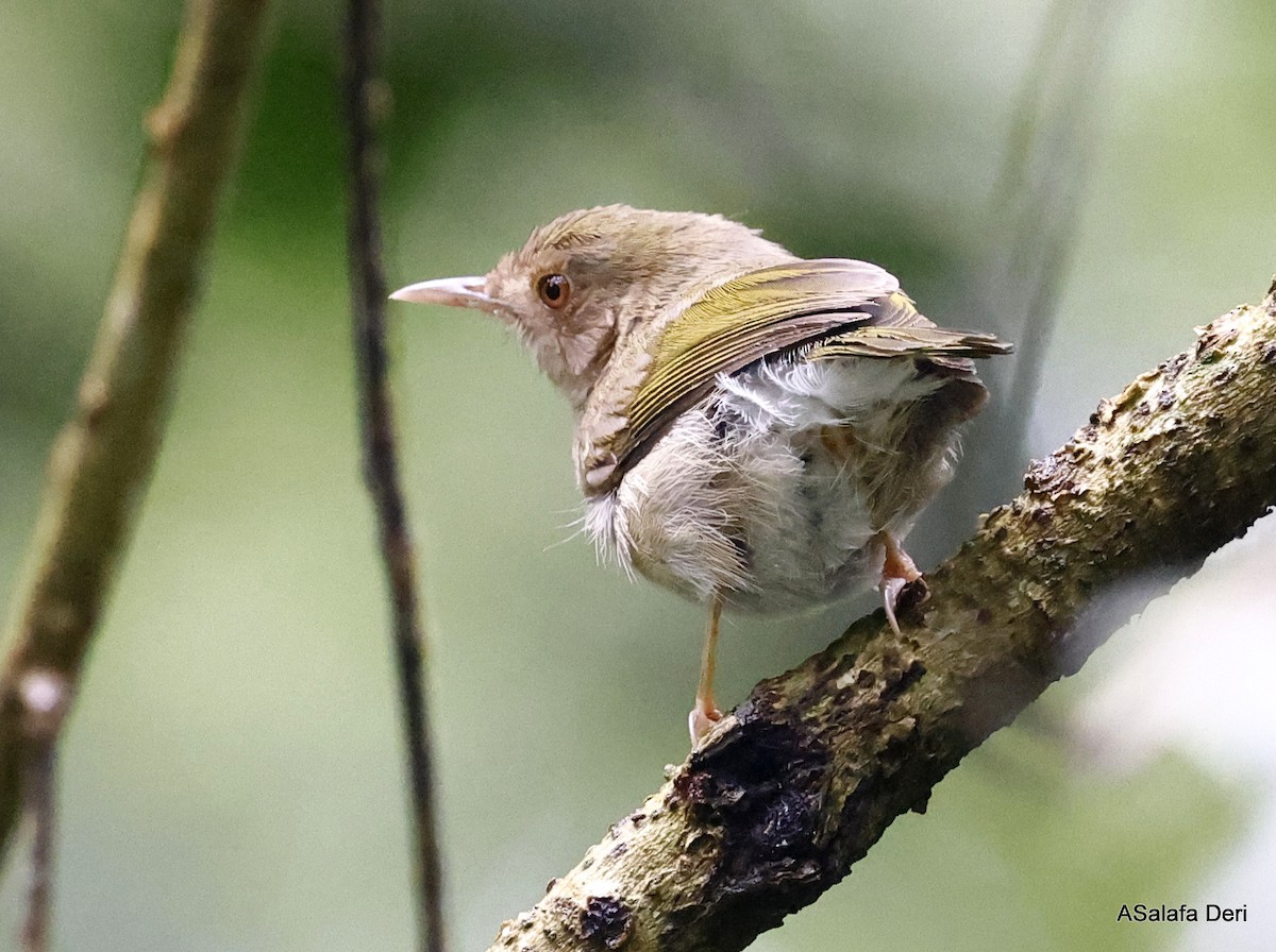 Olive-green Camaroptera (Tawny-breasted) - ML456340981