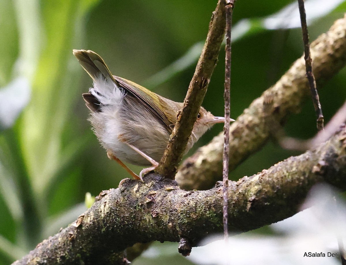 Camaroptère à dos vert (toroensis/kamitugaensis) - ML456340991