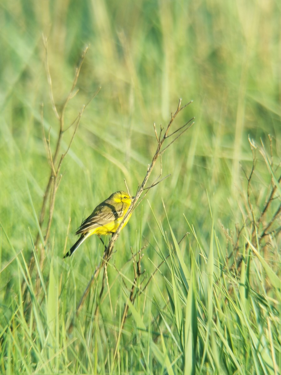 西方黃鶺鴒(flavissima/lutea) - ML456341901