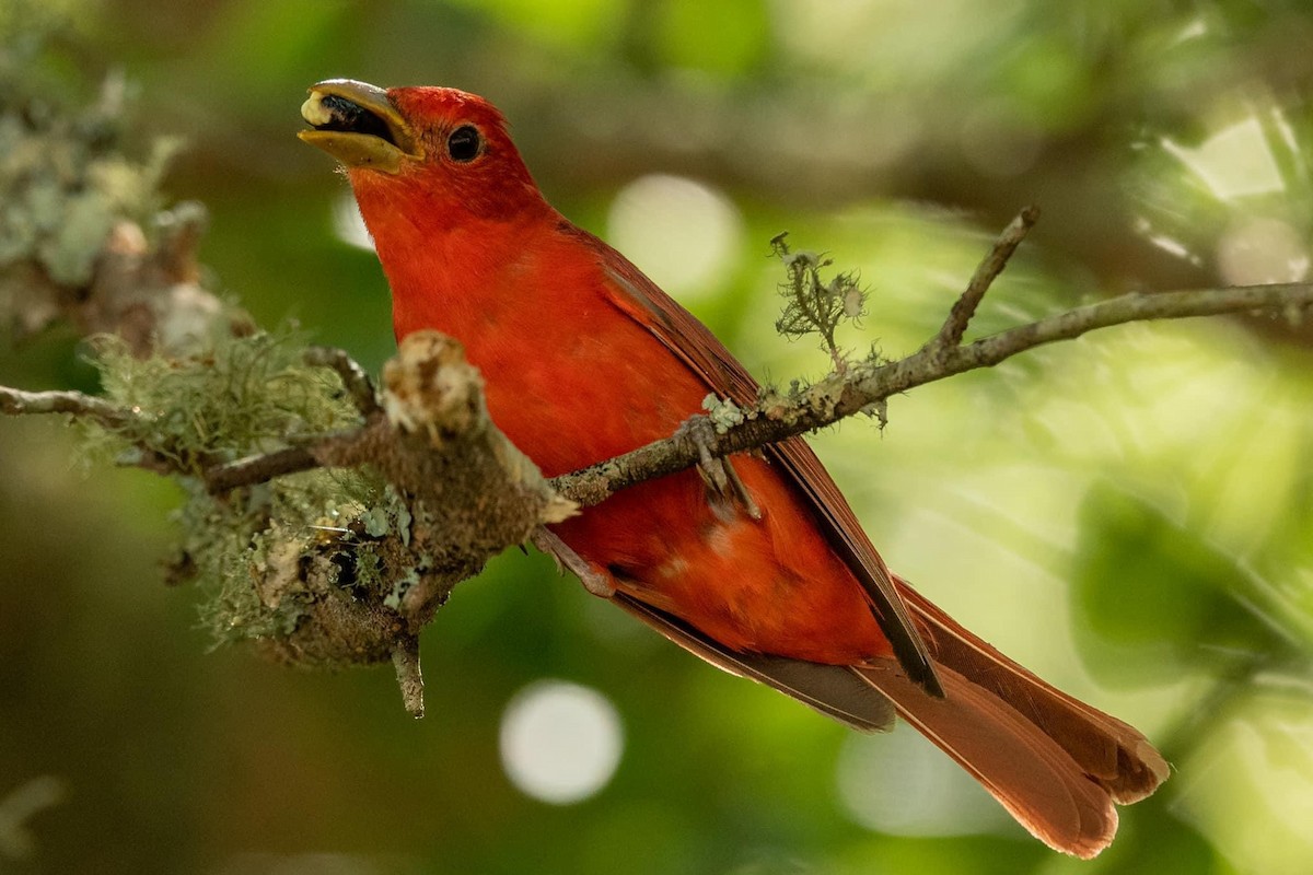 Summer Tanager - ML456342621