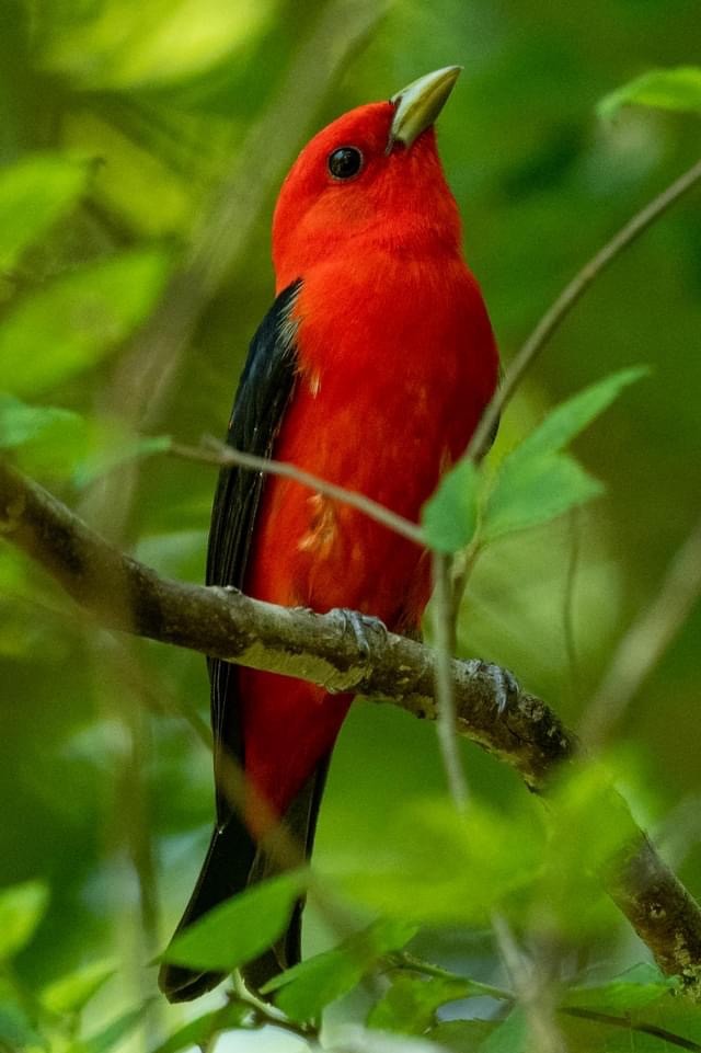 Scarlet Tanager - ML456342631