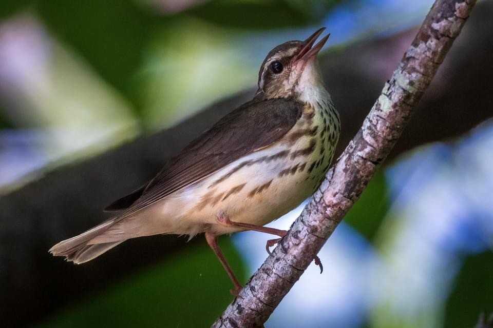 Louisiana Waterthrush - ML456342661