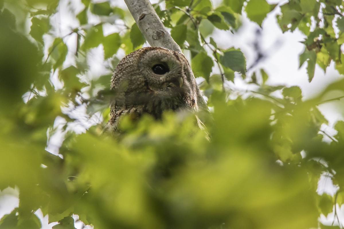 Tawny Owl - Alexey Kurochkin