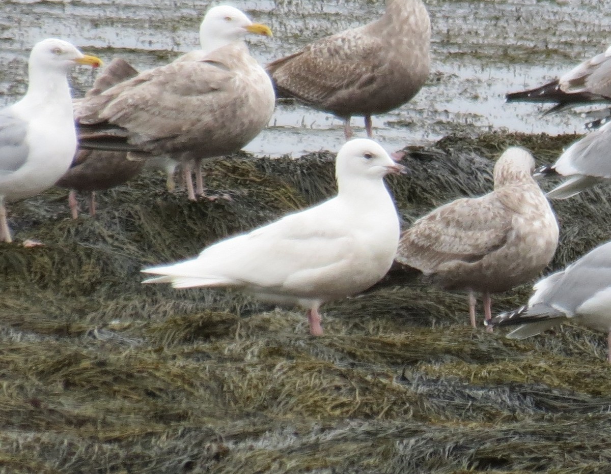 Iceland Gull - ML456344401