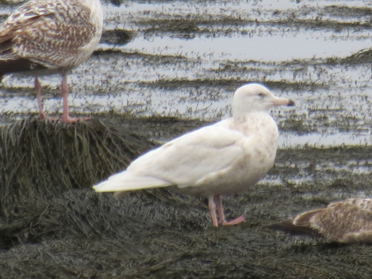 Glaucous Gull - ML456344451