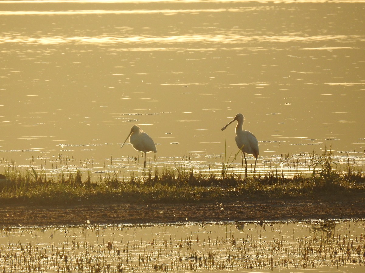 Eurasian Spoonbill - ML456344511