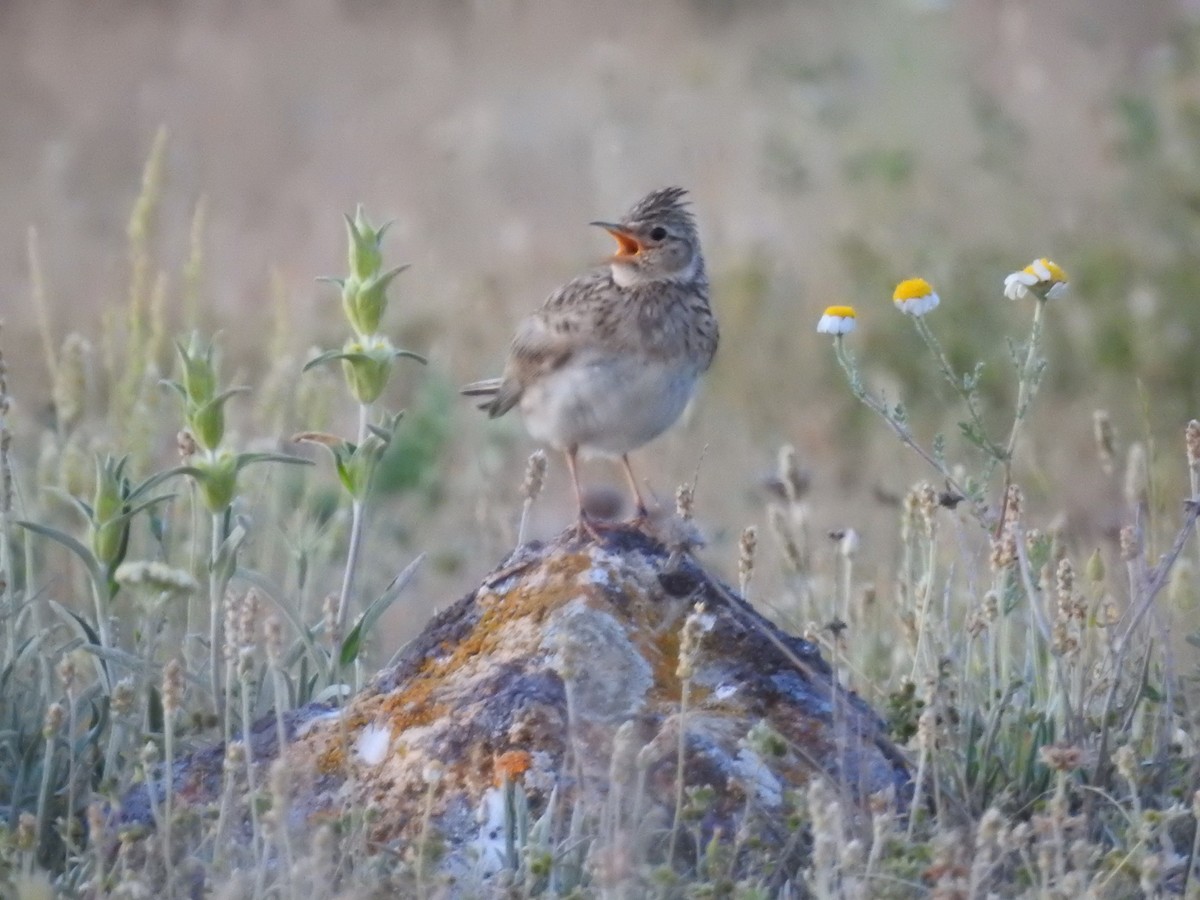 Eurasian Skylark - ML456344531