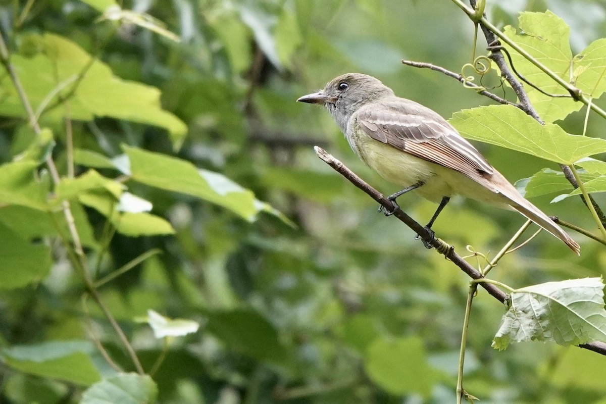 Great Crested Flycatcher - ML456345121