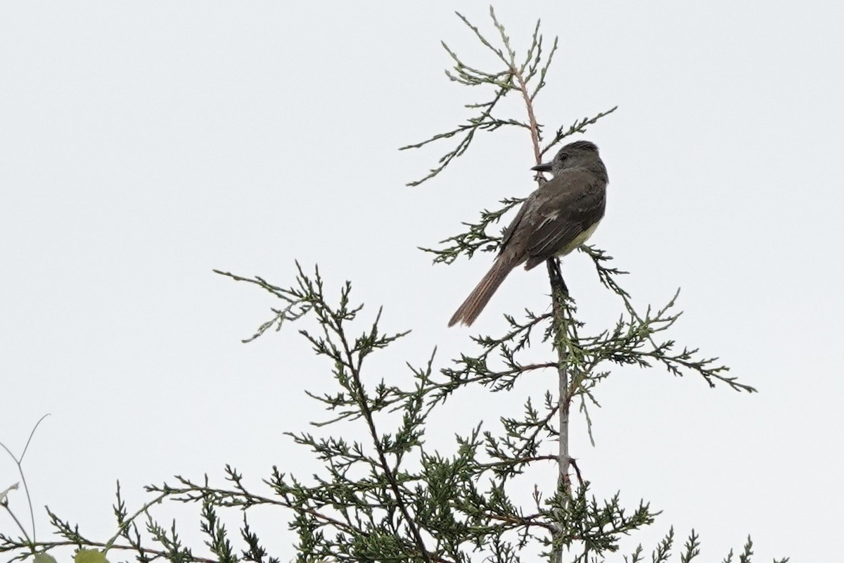 Great Crested Flycatcher - ML456345161