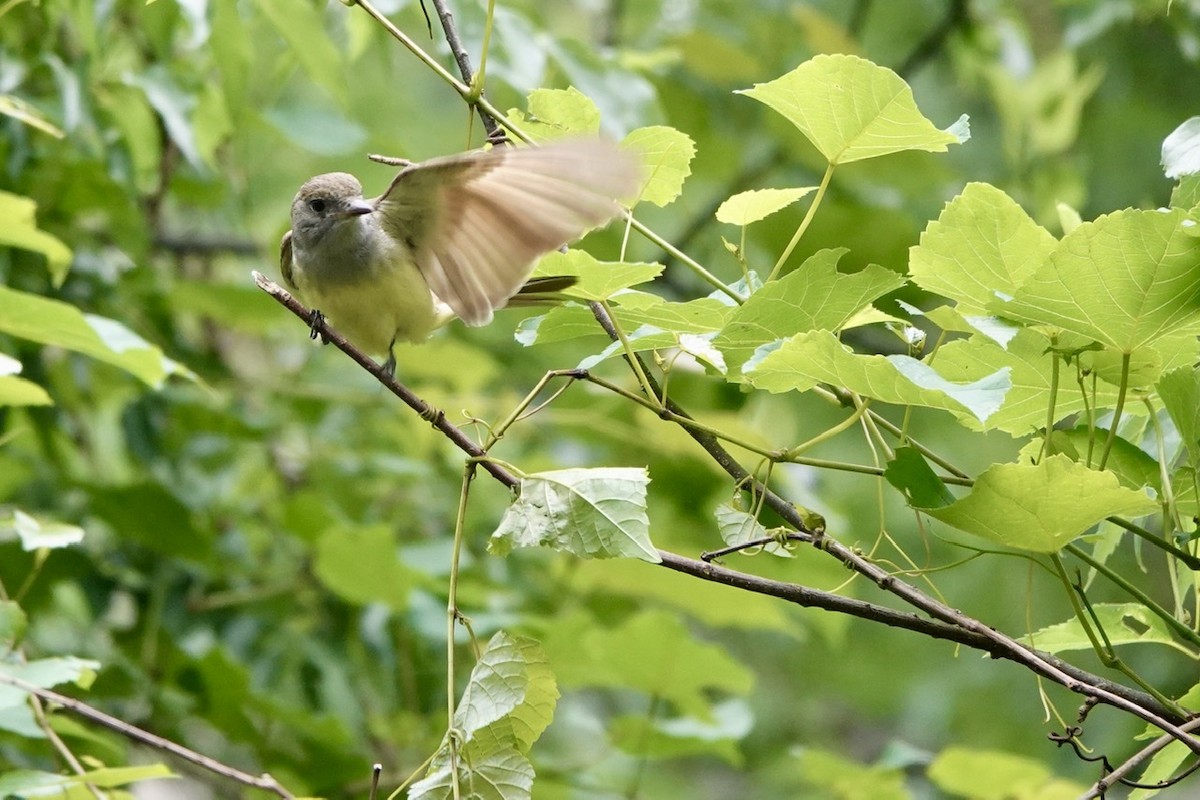 Great Crested Flycatcher - ML456345171