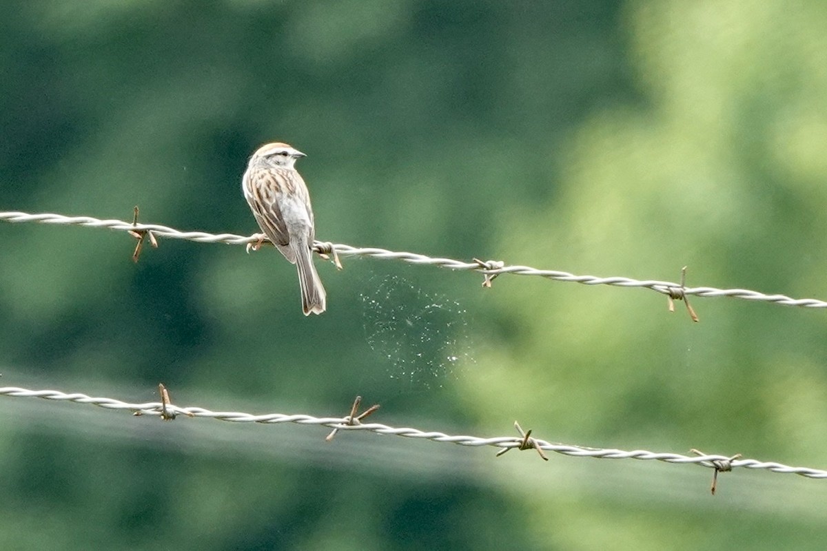 Chipping Sparrow - ML456345361
