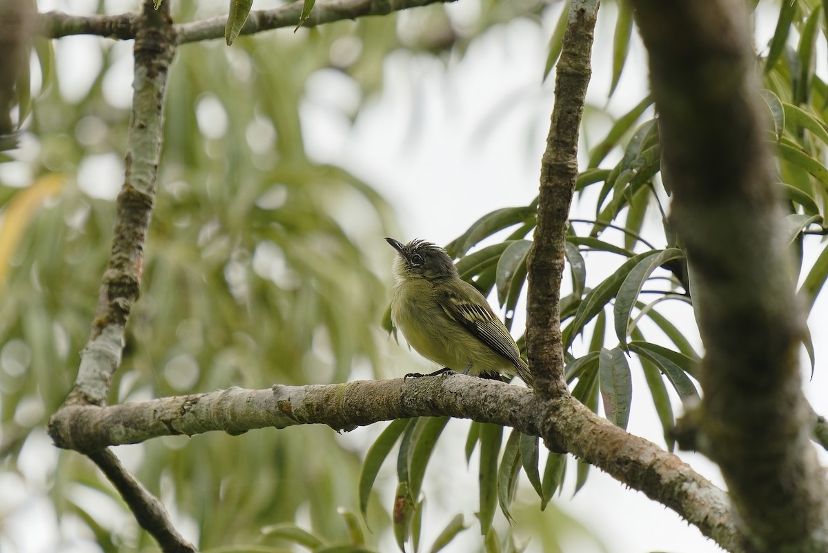 Yellow-margined Flatbill - Holger Teichmann