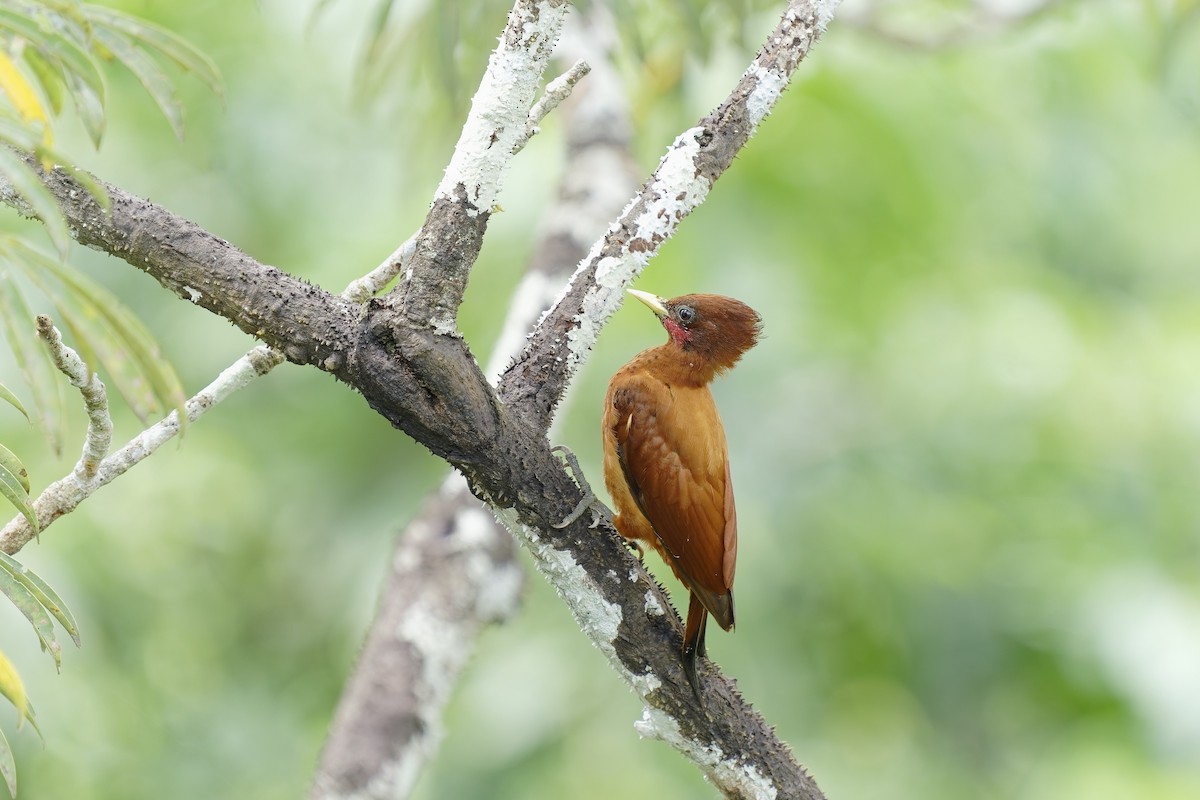 Waved Woodpecker (Scale-breasted) - ML456346261