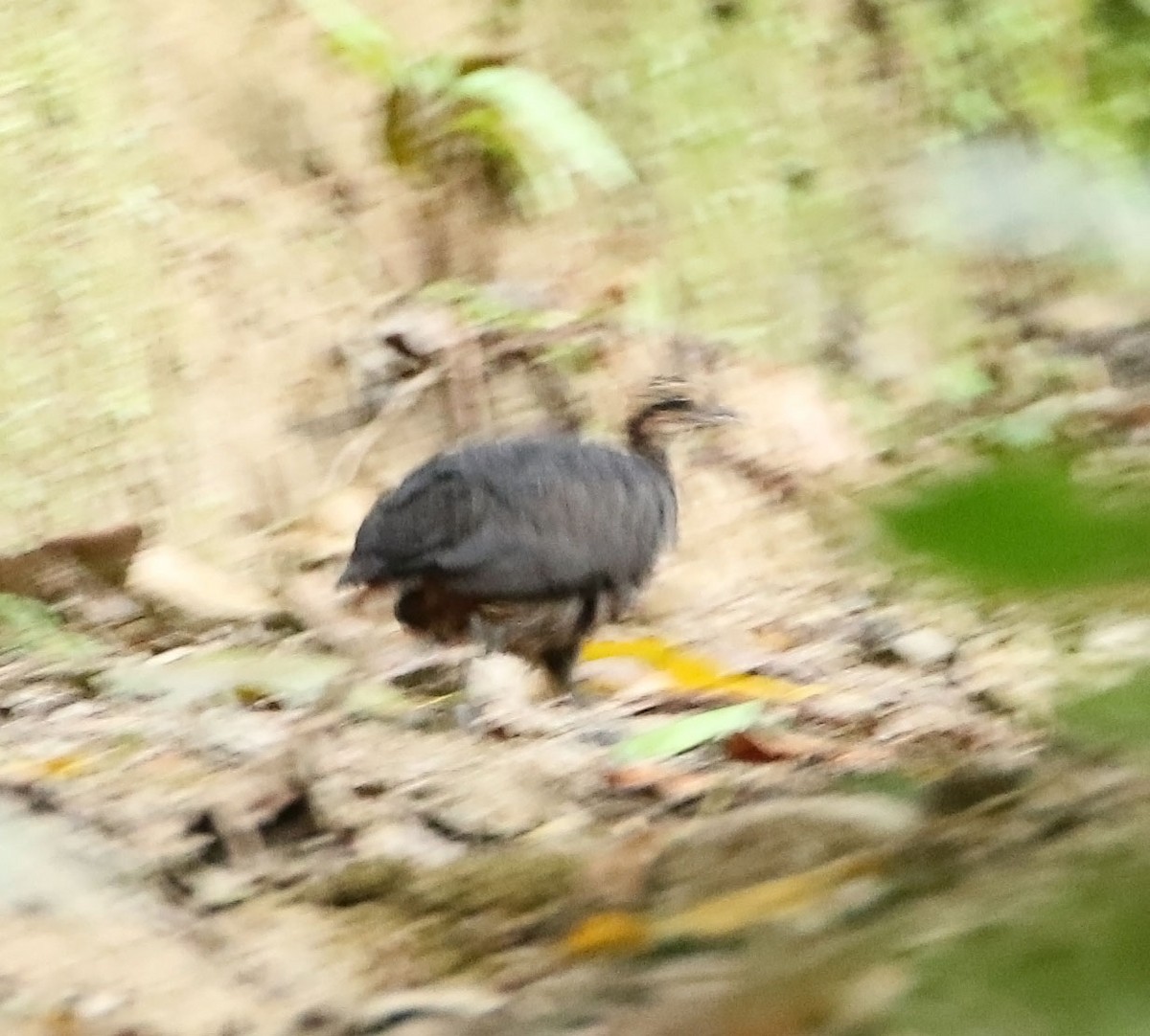 Black Tinamou - ML456346271