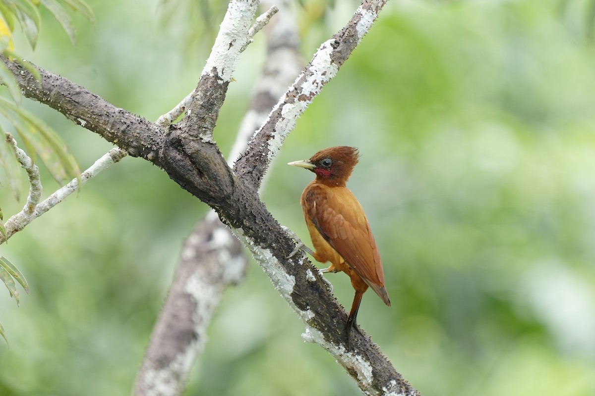 Waved Woodpecker (Scale-breasted) - ML456346281