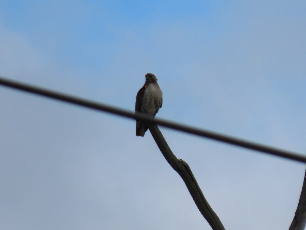Red-tailed Hawk - ML456346391