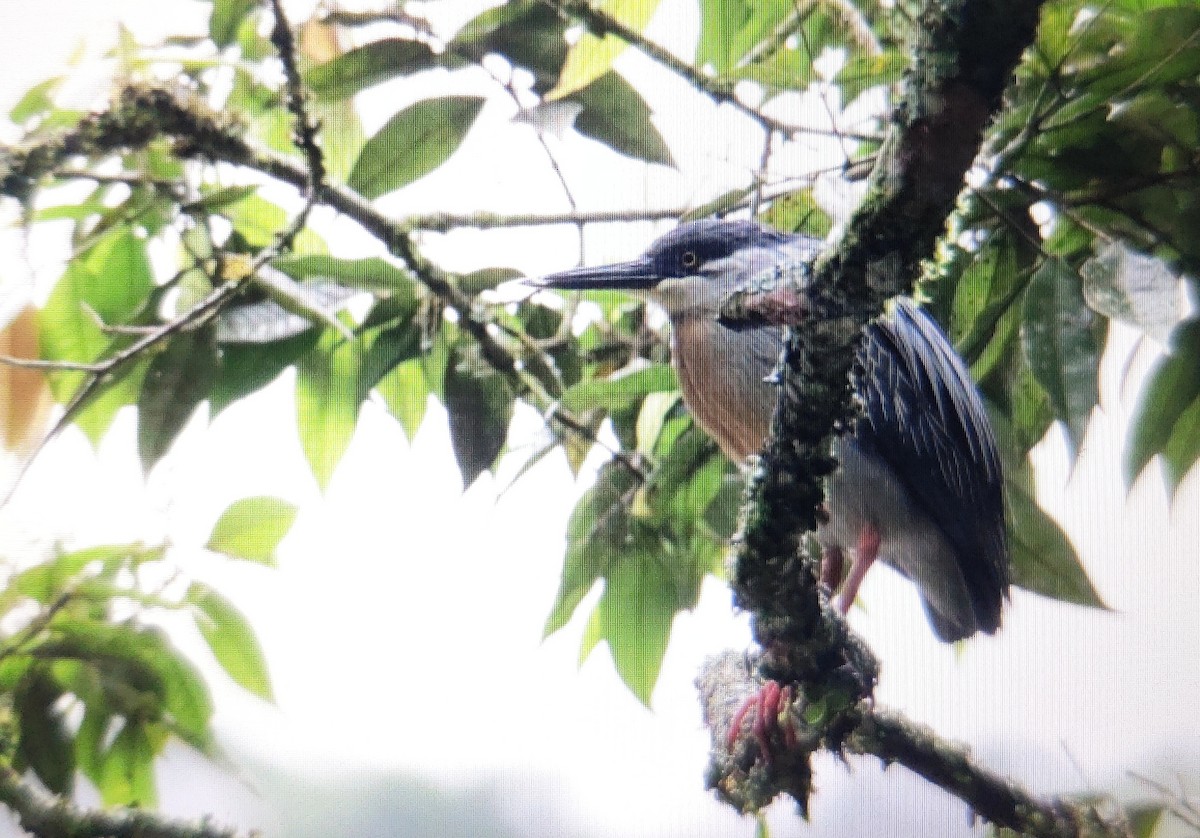 Striated Heron - Chelsea Hockenbury