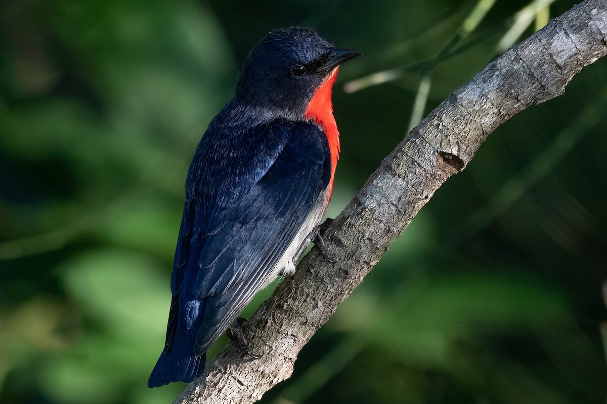 Mistletoebird - ML456349601