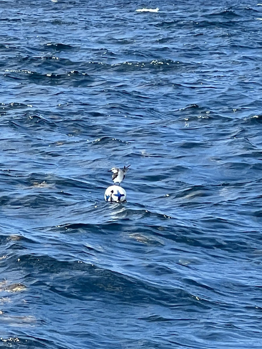 Bridled Tern - ML456350771