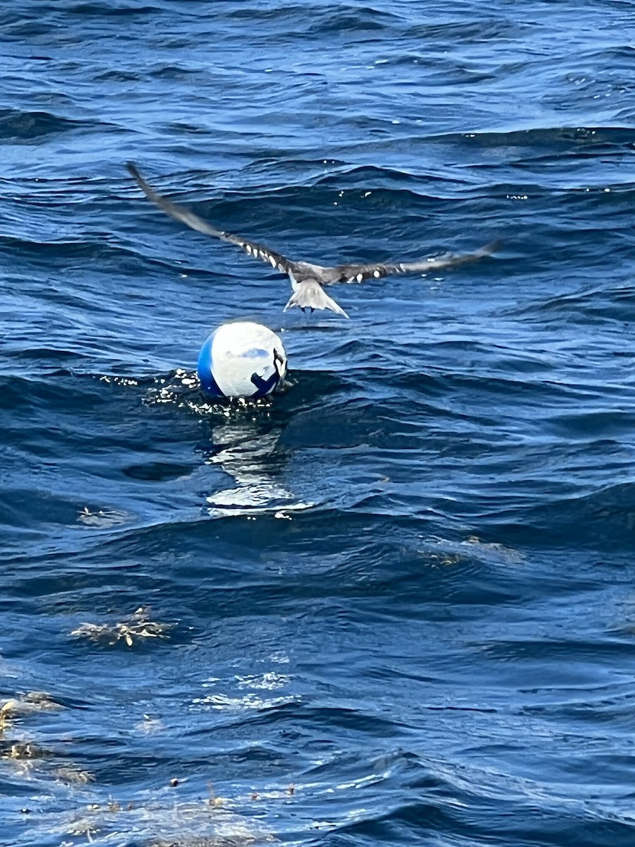 Bridled Tern - ML456350821