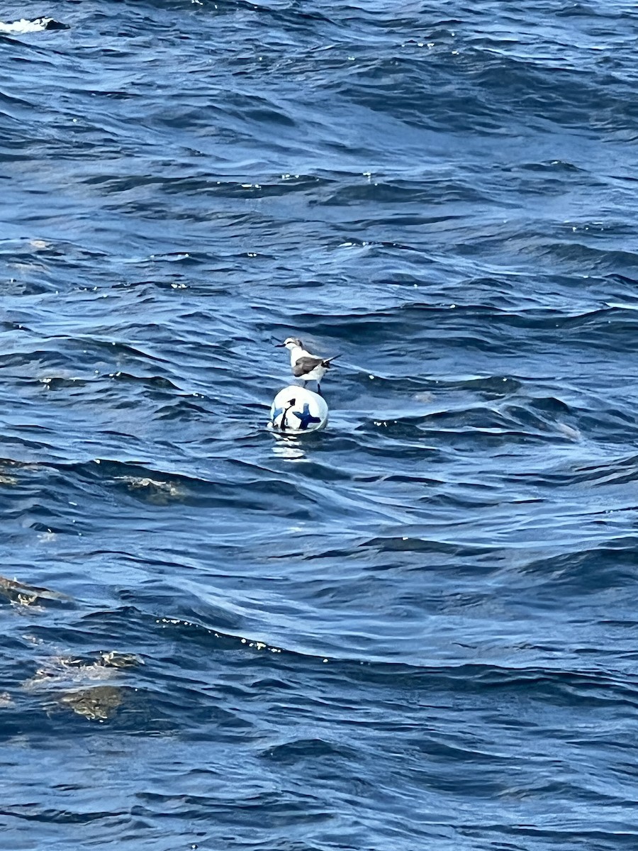 Bridled Tern - ML456350851