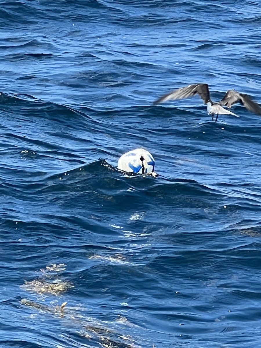 Bridled Tern - ML456350871