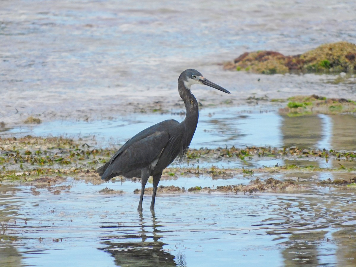 silkehegre (dimorpha) (madagaskarsilkehegre) - ML456351581