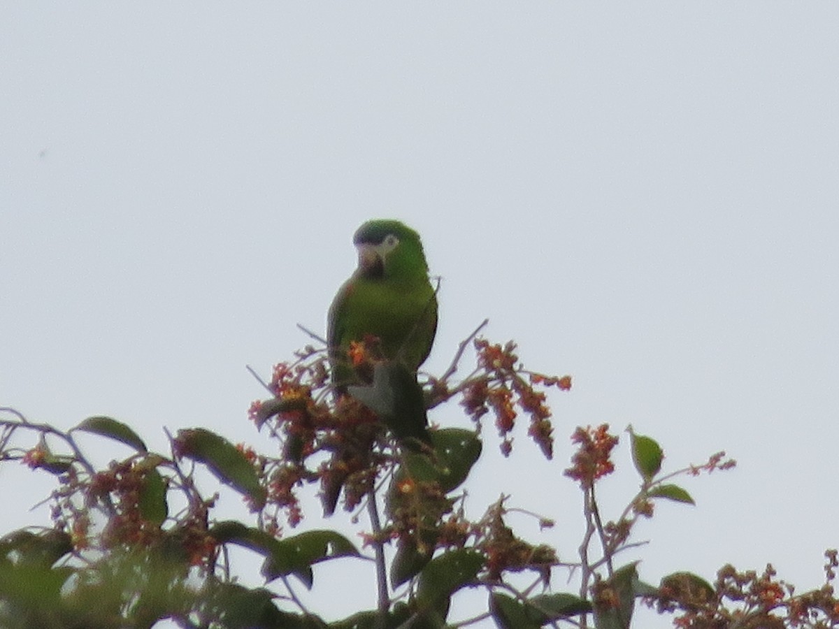 Red-shouldered Macaw - ML456353691