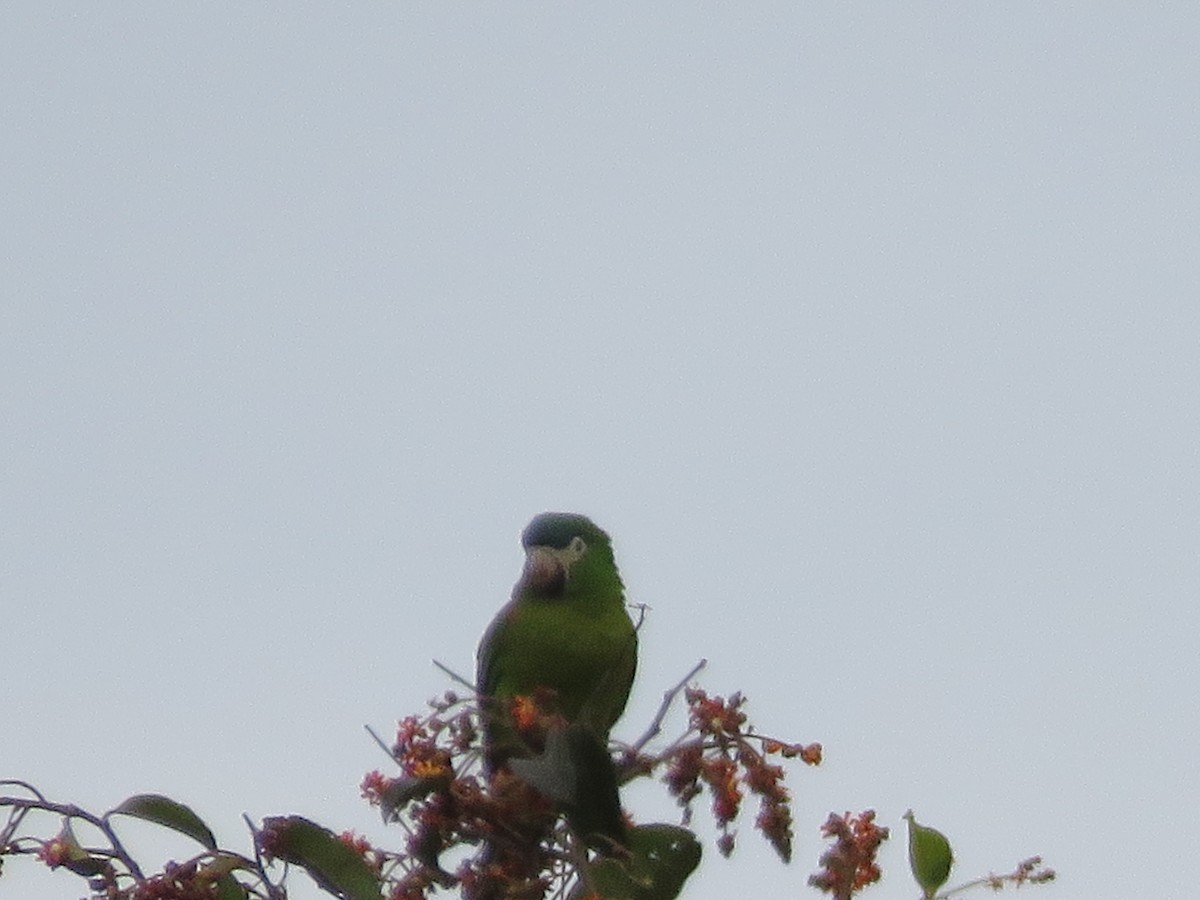 Red-shouldered Macaw - ML456353711