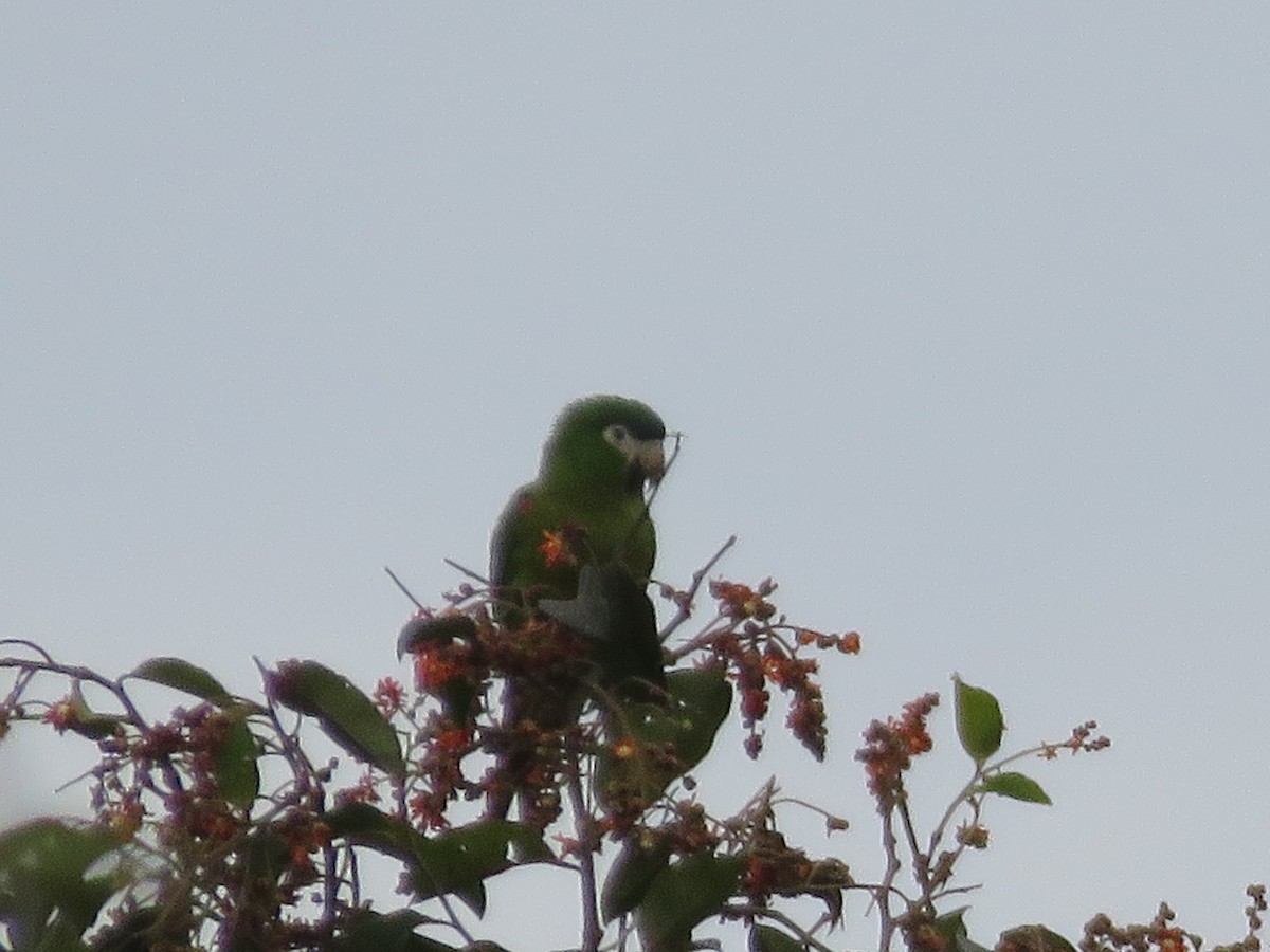 Red-shouldered Macaw - ML456353731