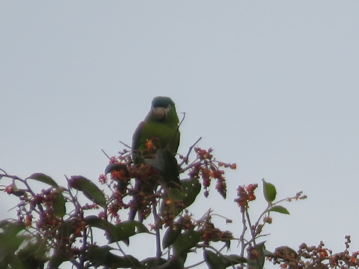 Red-shouldered Macaw - ML456353761