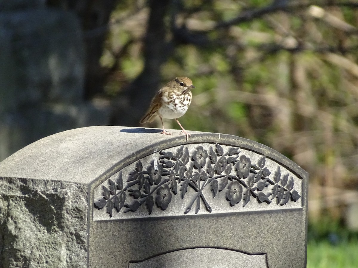 Hermit Thrush - ML456353771