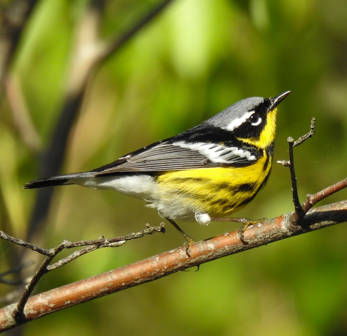 Magnolia Warbler - ML456354651