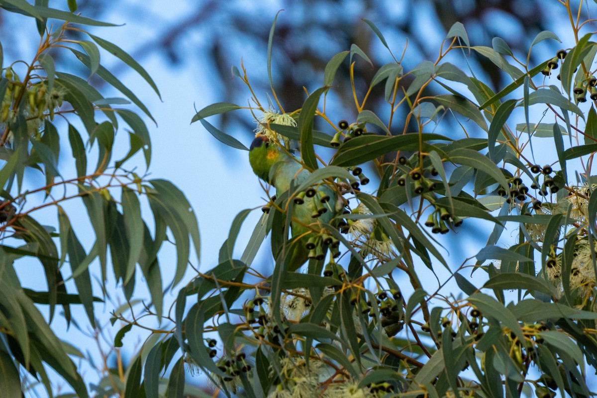 Purple-crowned Lorikeet - ML456355251
