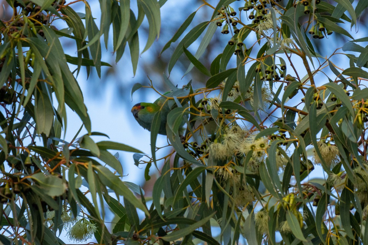 Purple-crowned Lorikeet - ML456355291