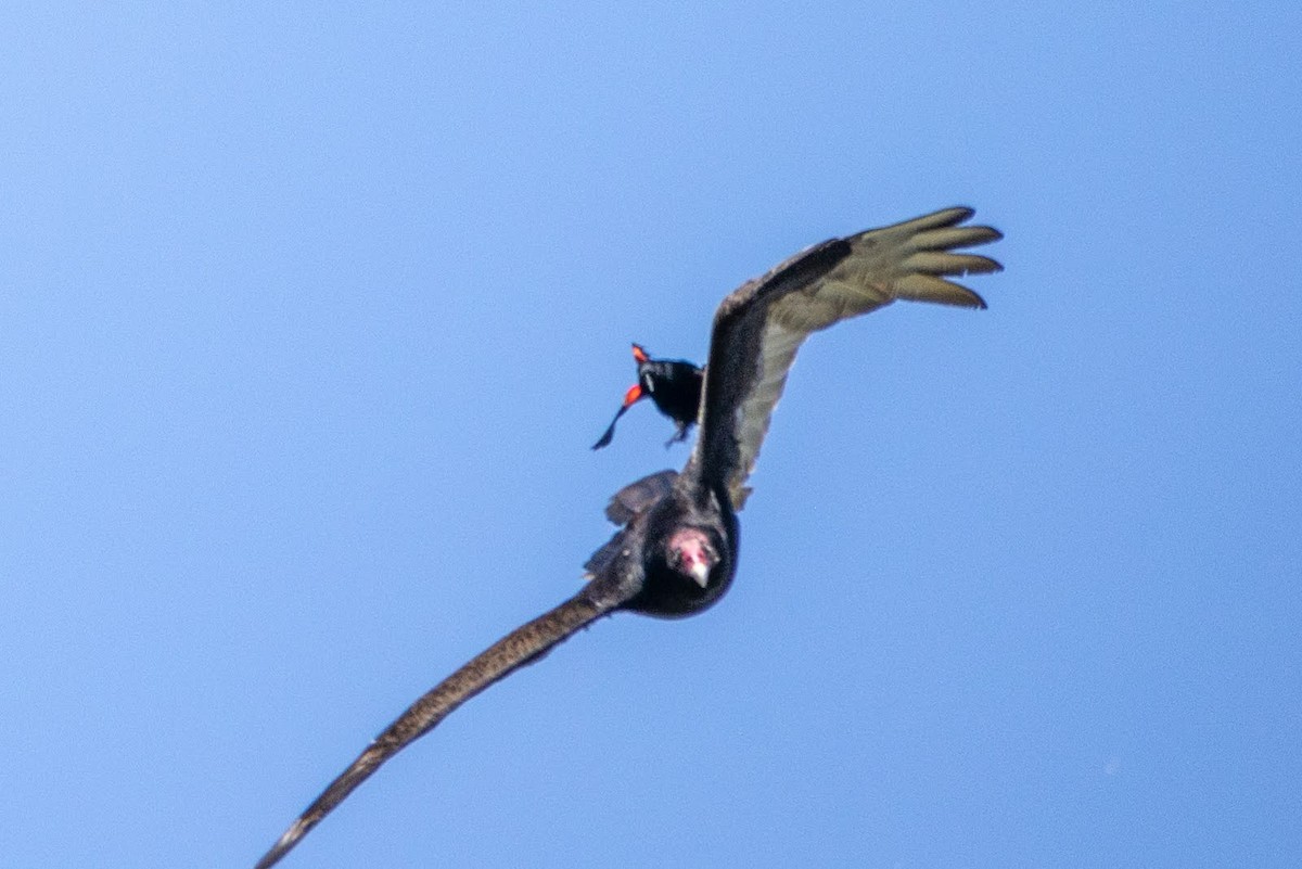 Urubu à tête rouge - ML456356481