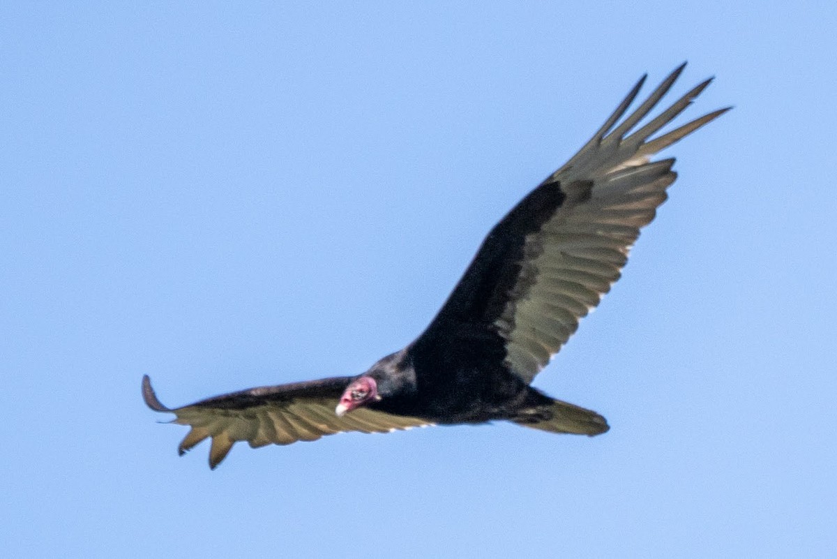 Turkey Vulture - ML456357271