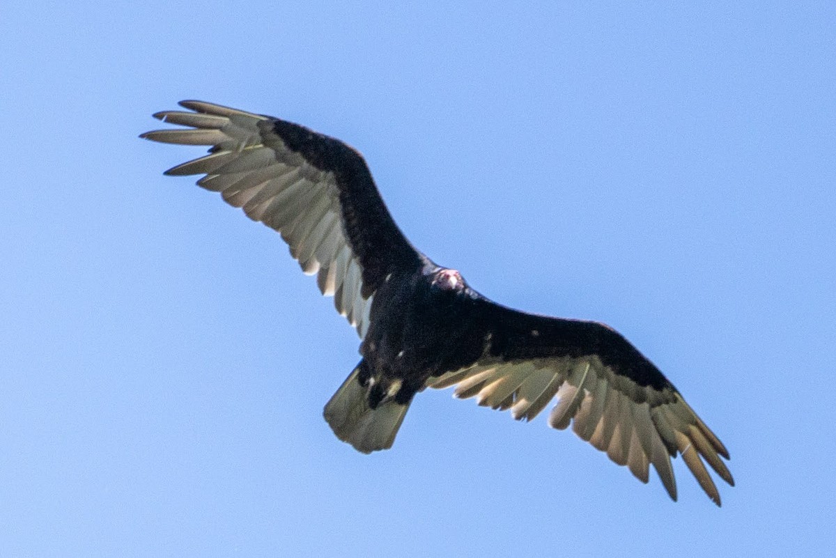 Turkey Vulture - ML456357901