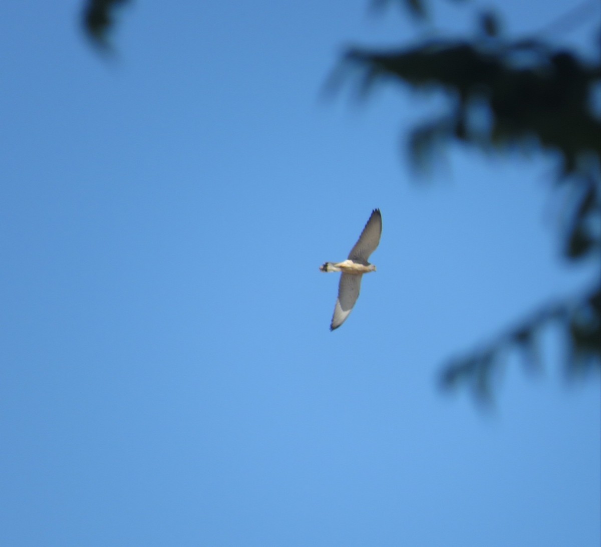 Lesser Kestrel - ML456358481